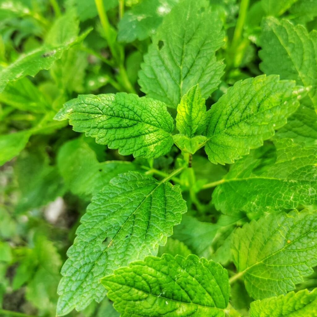 Dicas essenciais para cultivar Cidreira, Capim-Limão e Citronela; Segundo especialistas.