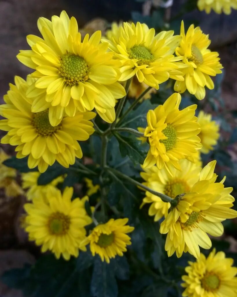 Como cuidar do crisântemo no vaso? 5 dicas fundamentais para uma floração vistosa.