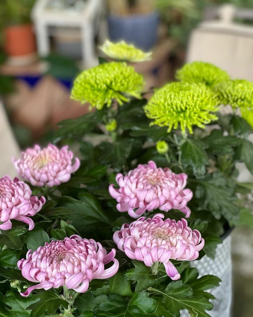 Como cuidar do crisântemo no vaso? 5 dicas fundamentais para uma floração vistosa.