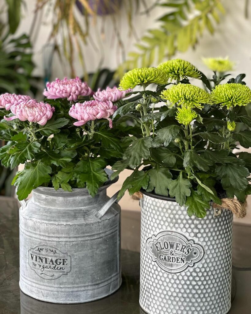 Como cuidar do crisântemo no vaso? 5 dicas fundamentais para uma floração vistosa.