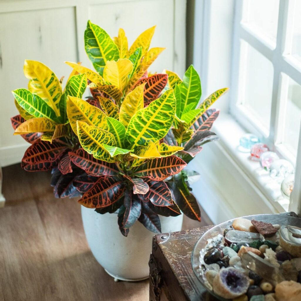 Cróton Canarinho (Codiaeum variegatum): uma planta arbustiva de folhagem exuberante.