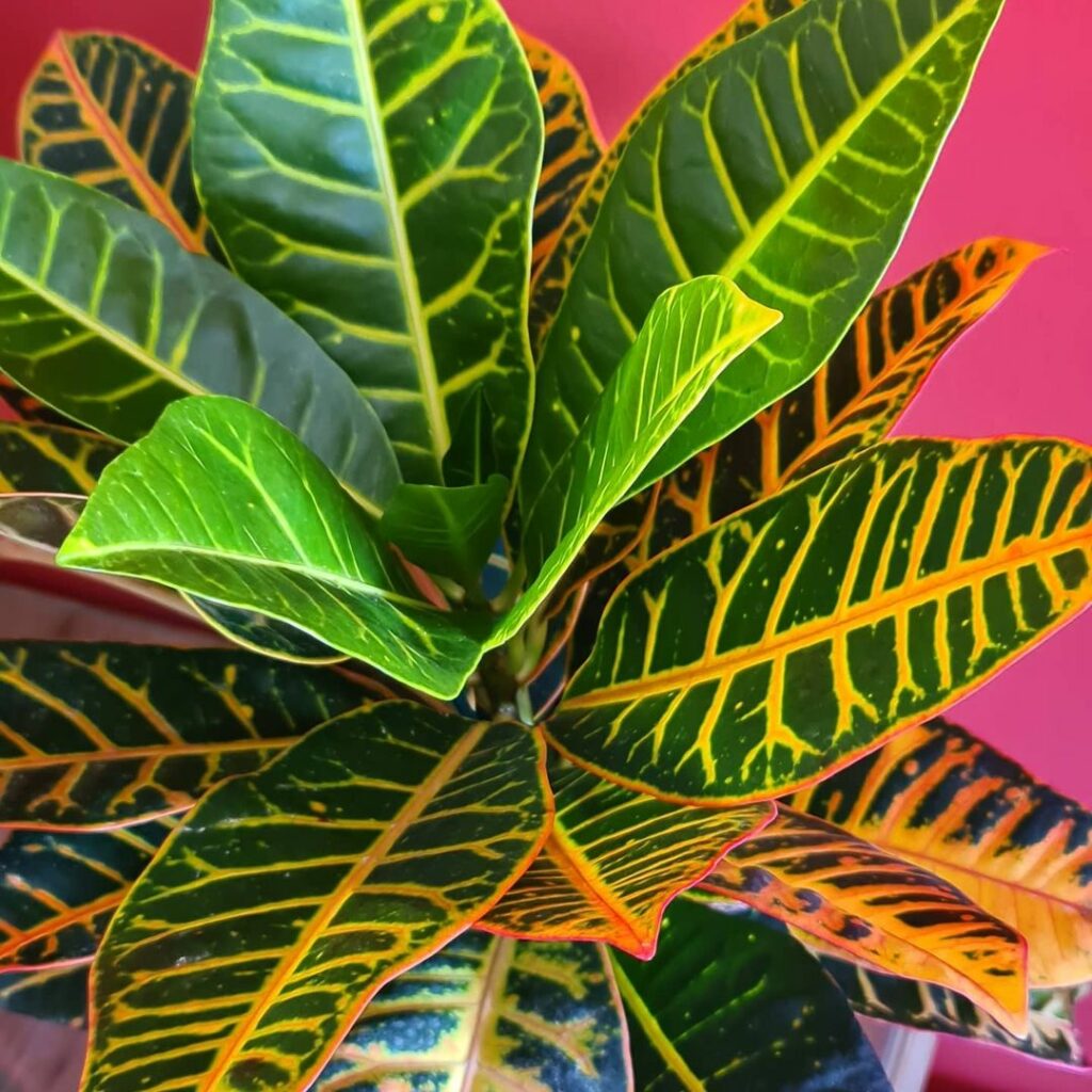 Cróton Canarinho (Codiaeum variegatum): uma planta arbustiva de folhagem exuberante.