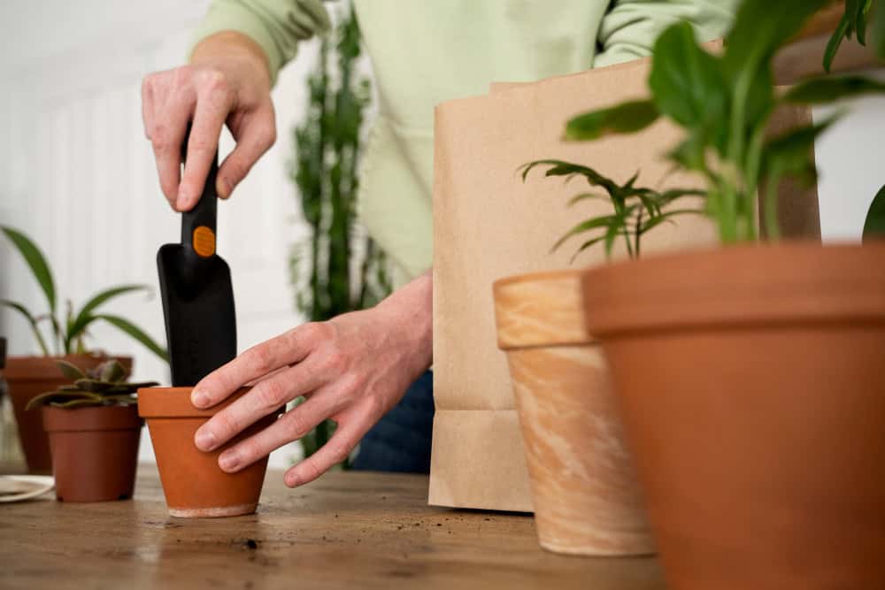 A borra de café é adubo ou vilã? Saiba como utilizá-la corretamente no jardim