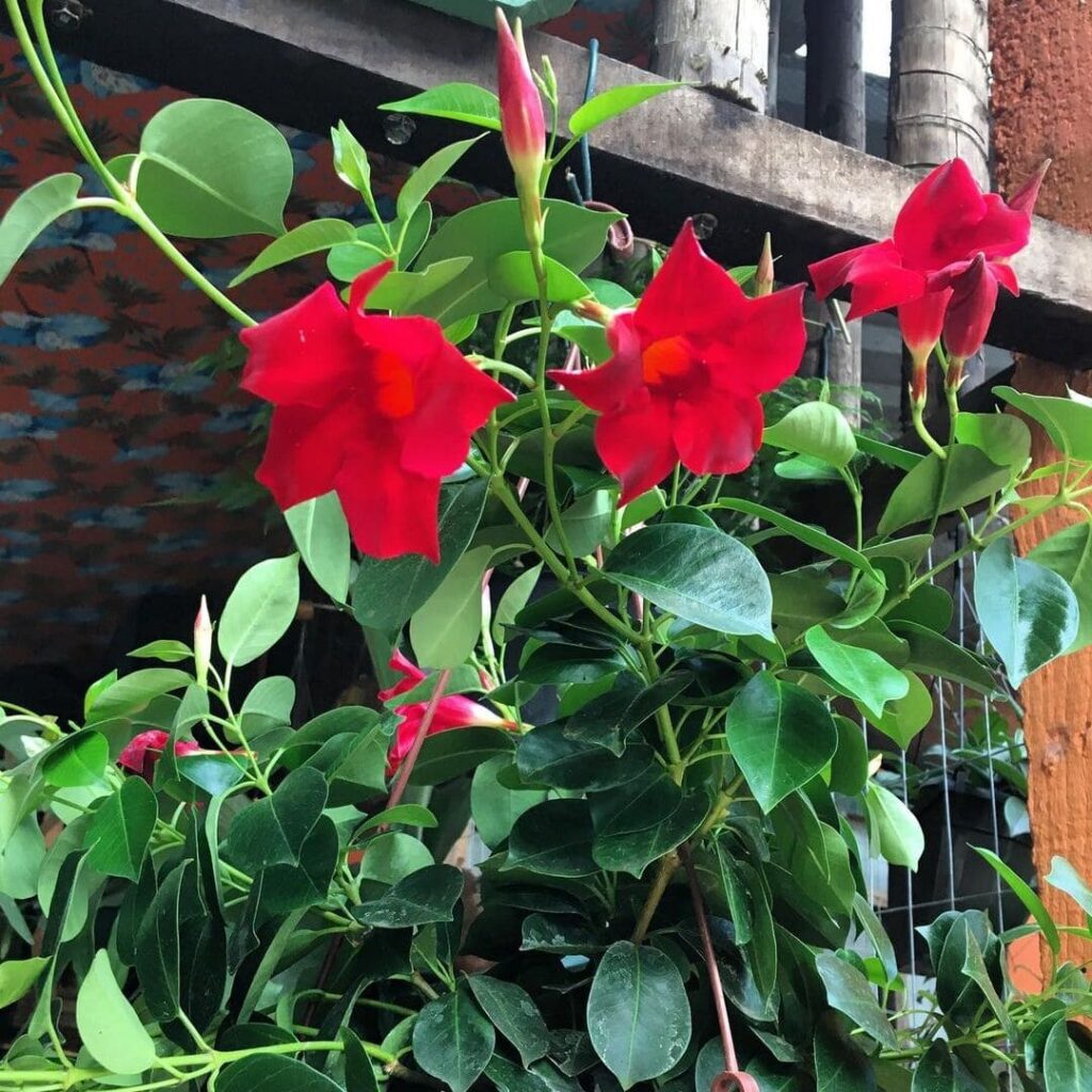 Como cuidar da dipladênia vermelha, planta trepadeira e de flores perfumadas.