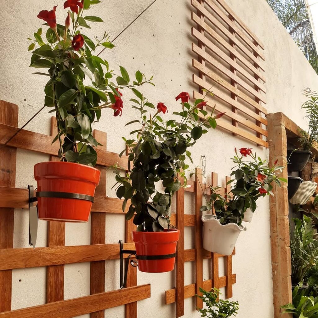 Como cuidar da dipladênia vermelha, planta trepadeira e de flores perfumadas.