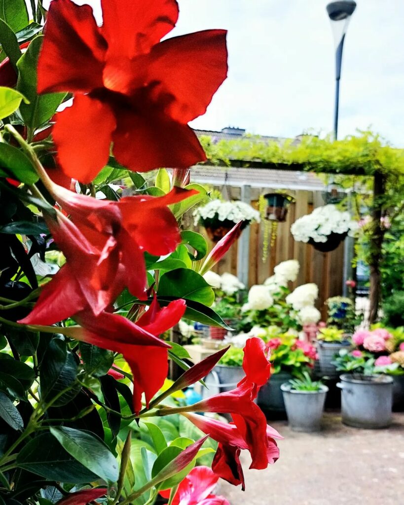 Como cuidar da dipladênia vermelha, planta trepadeira e de flores perfumadas.