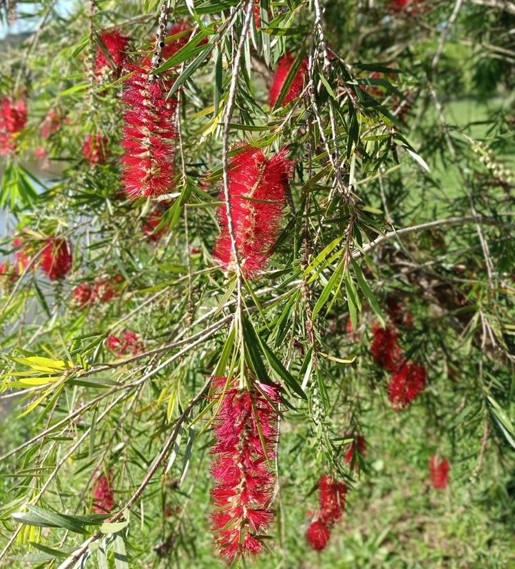 Escovinha de Garrafa: A Árvore de Flores Vibrantes e Versatilidade no Paisagismo