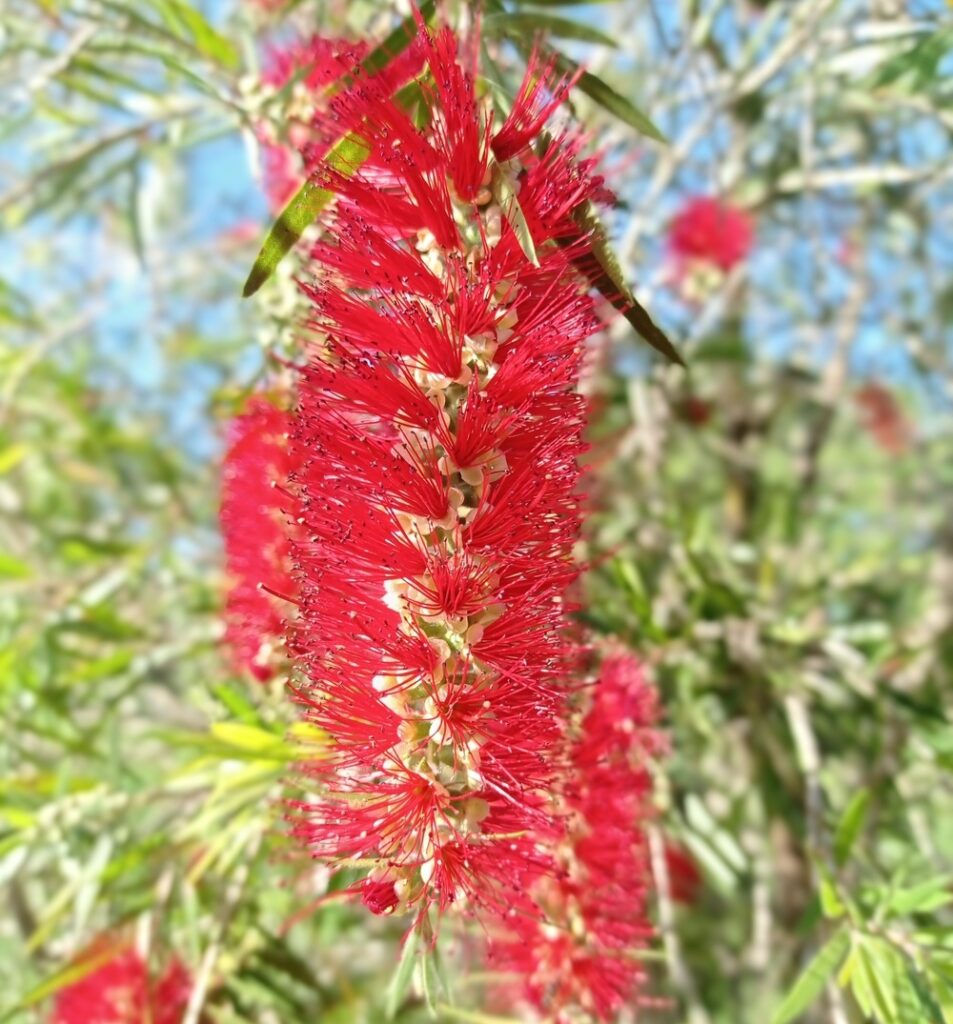 Escovinha de Garrafa: A Árvore de Flores Vibrantes e Versatilidade no Paisagismo