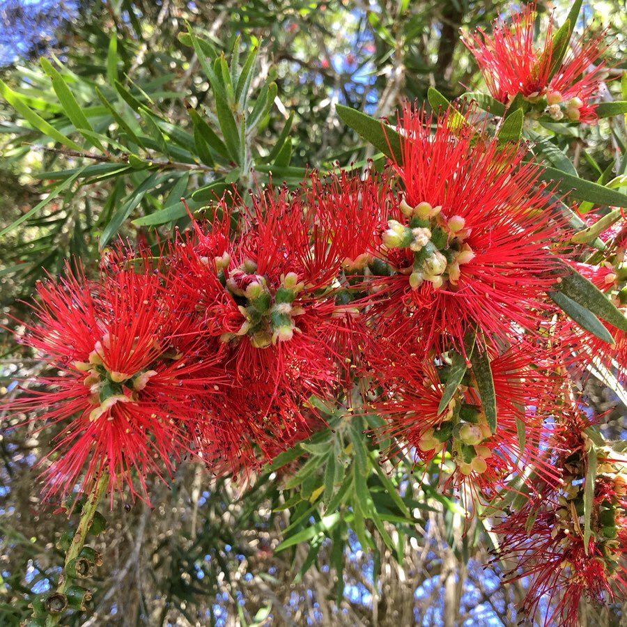 Escovinha de Garrafa: A Árvore de Flores Vibrantes e Versatilidade no Paisagismo