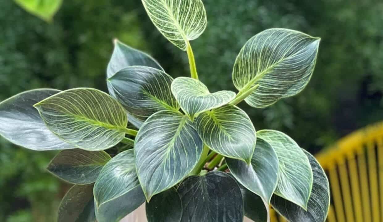 Filodendro Birkin: cuidados essenciais para uma folhagem exuberante