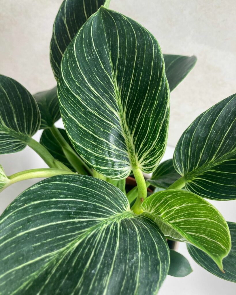 Filodendro Birkin: cuidados essenciais para uma folhagem exuberante