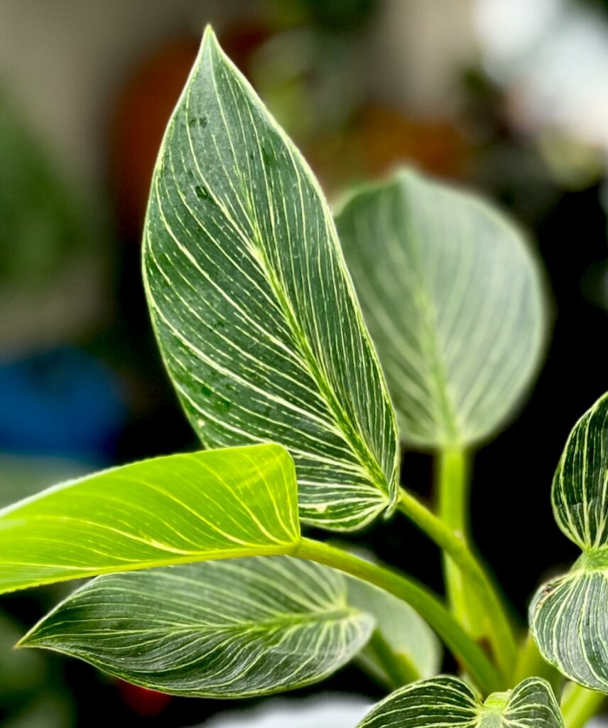 Filodendro Birkin: cuidados essenciais para uma folhagem exuberante