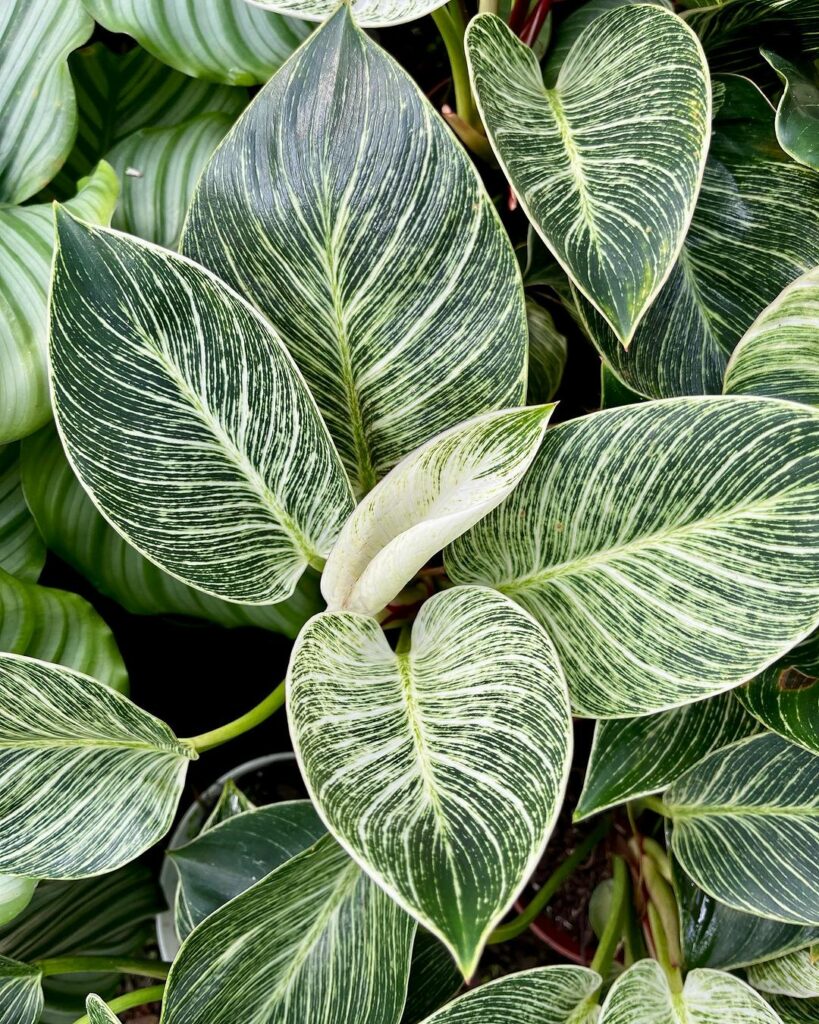 Filodendro Birkin: cuidados essenciais para uma folhagem exuberante