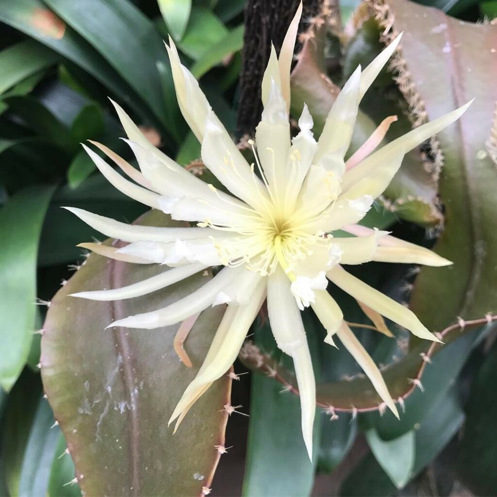 A Flor da Lua: O Fascínio Noturno de uma Rara Beleza Amazônica
