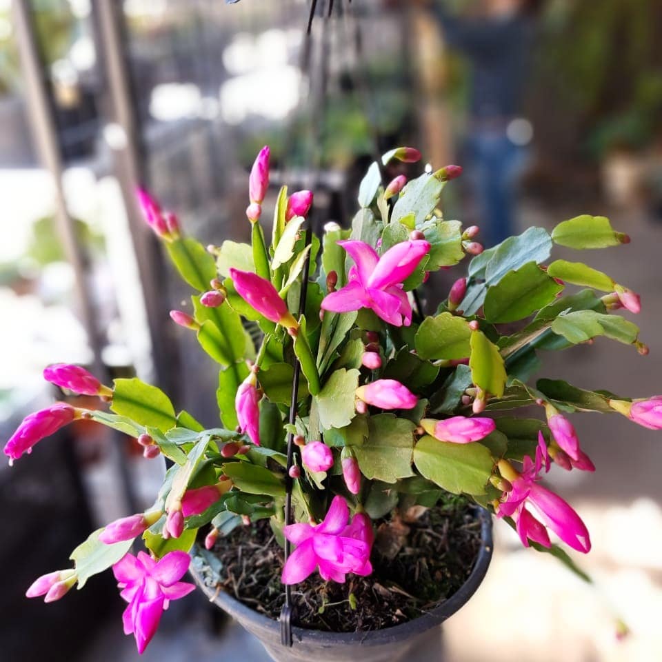 Como cuidar da Flor-de-Maio: dicas práticas para ter flores vibrantes e saudáveis