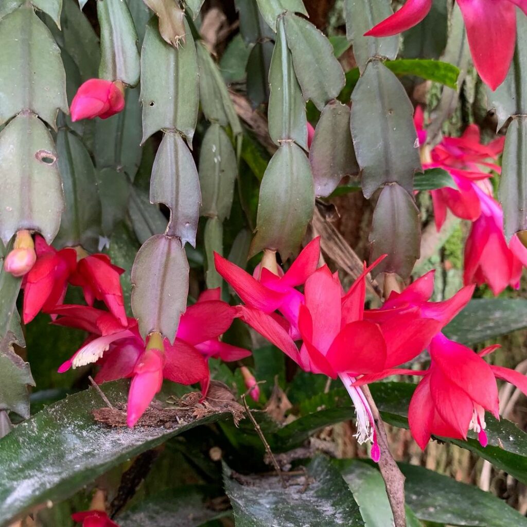Especialistas explicam onde a flor-de-maio gosta de ficar e como cultivar.