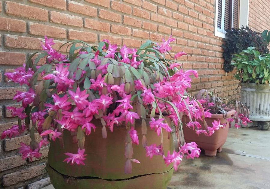 Como cuidar da Flor-de-Maio: dicas práticas para ter flores vibrantes e saudáveis