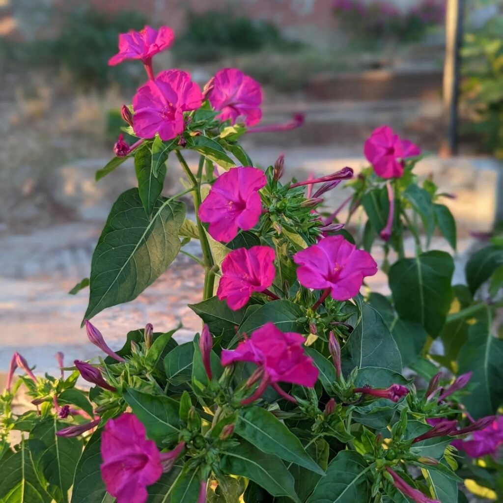 Flor Maravilha (Mirabilis jalapa): saiba como cultivar esse arbusto perene e muito florífero.