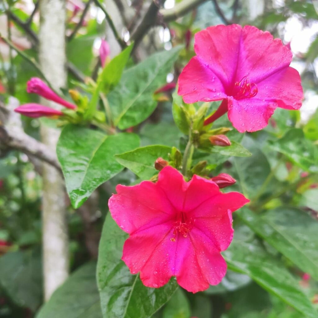 Flor Maravilha (Mirabilis jalapa): saiba como cultivar esse arbusto perene e muito florífero.
