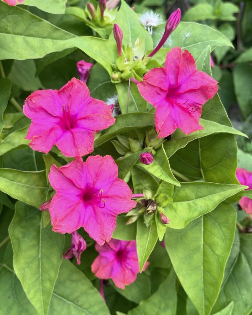 Flor Maravilha (Mirabilis jalapa): saiba como cultivar esse arbusto perene e muito florífero.