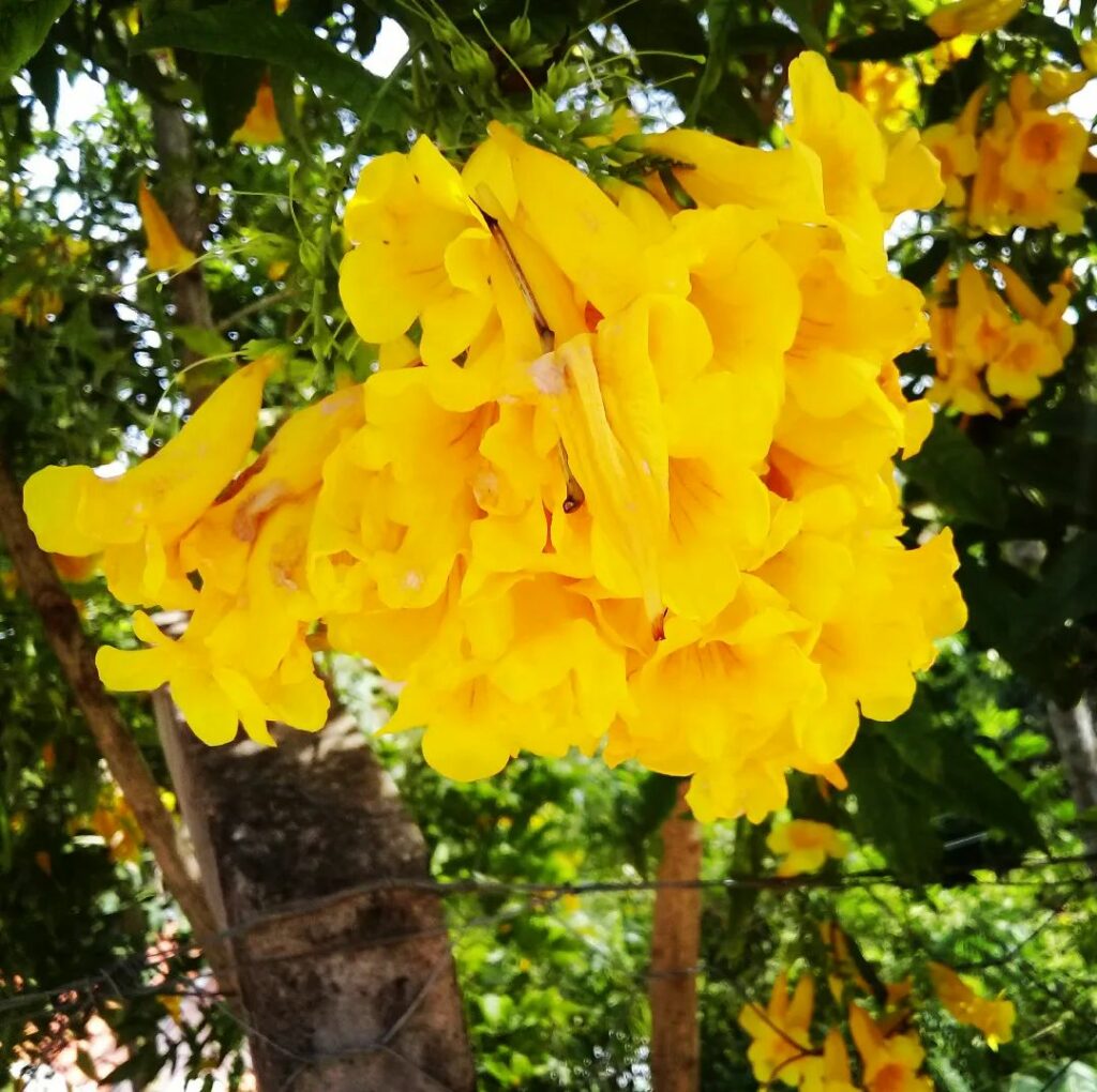 6 espécies de flores amarelas para colorir a sua casa