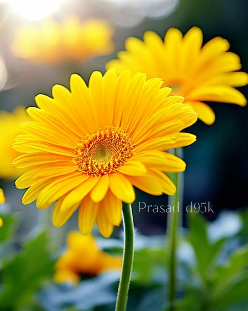 6 espécies de flores amarelas para colorir a sua casa