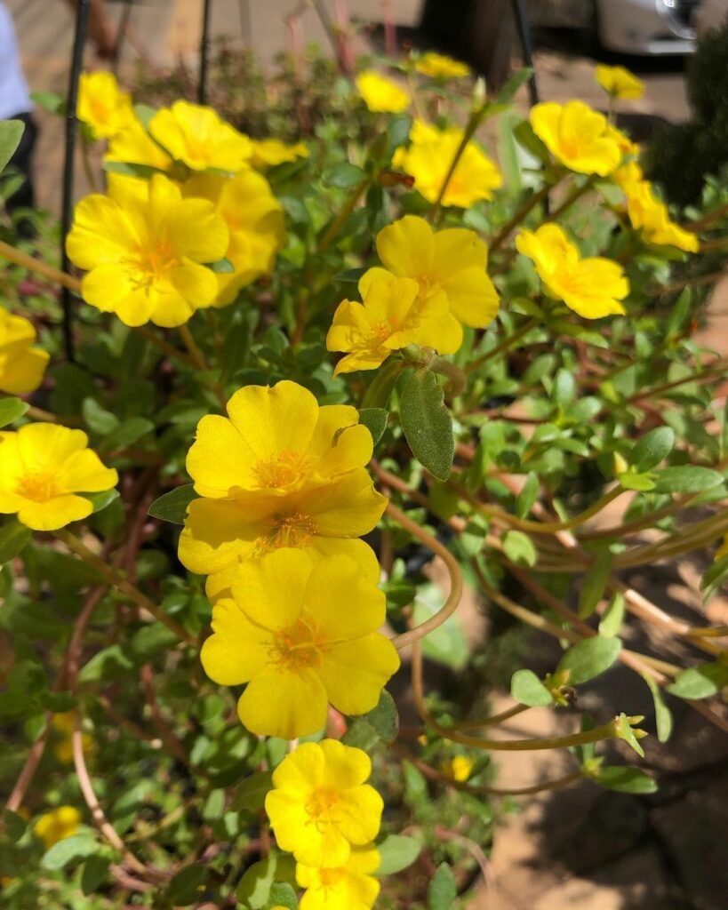 6 espécies de flores amarelas para colorir a sua casa