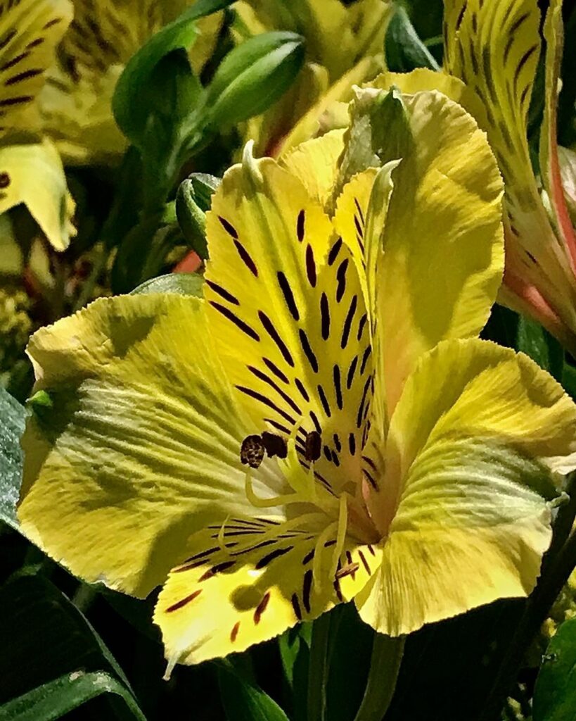 6 espécies de flores amarelas para colorir a sua casa