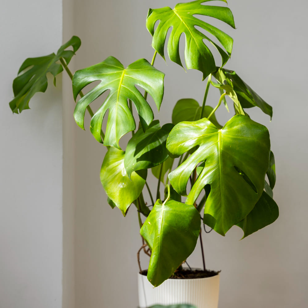 5 dicas para recuperar uma costela-de-adão amarelada.