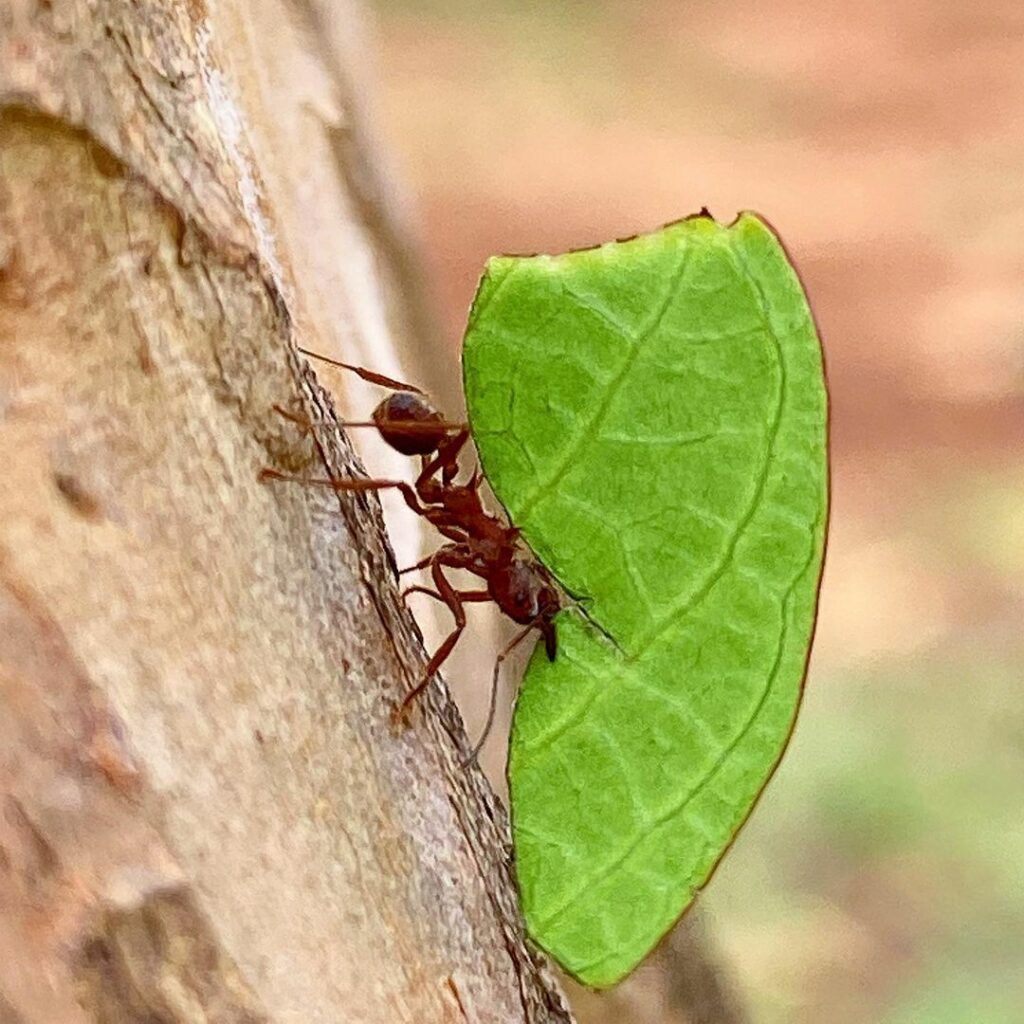 Formigas cortadeiras: agricultoras incansáveis de jardins subterrâneos