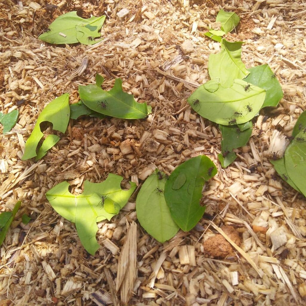 As formigas cortadeiras também têm pontos cegos