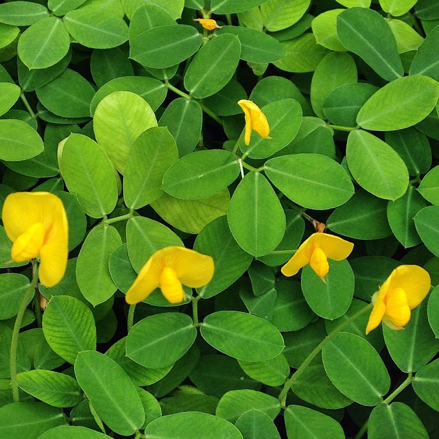 Grama-Amendoim: A Forração que Une Beleza e Funcionalidade ao Seu Jardim