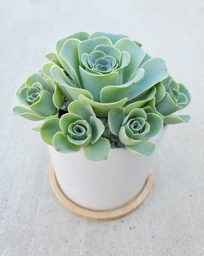 Greenovia: A Suculenta em Formato de Rosa que Encanta Jardineiros