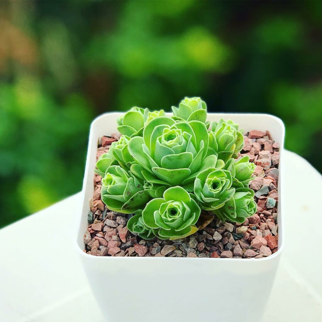 Greenovia: A Suculenta em Formato de Rosa que Encanta Jardineiros