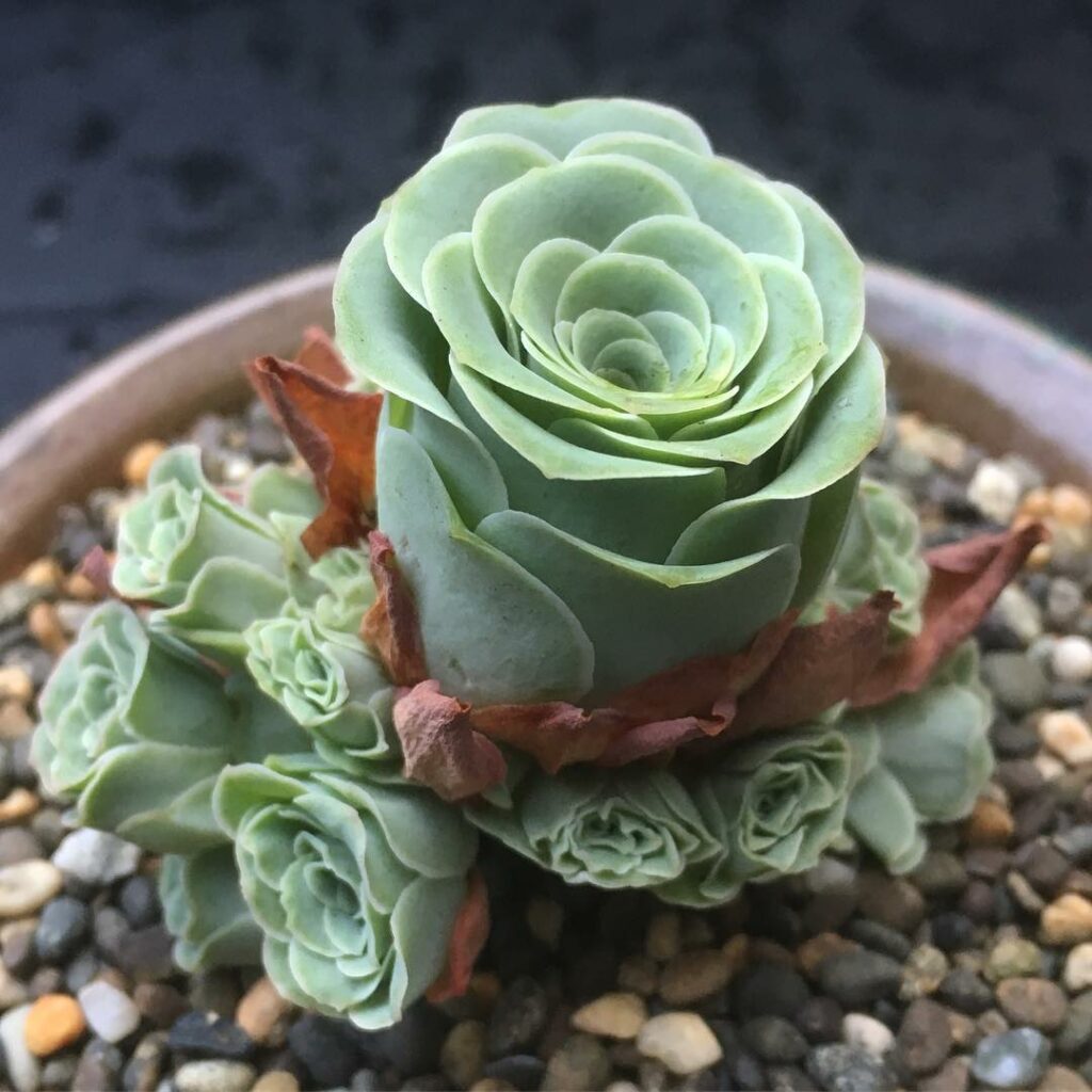 Greenovia: A Suculenta em Formato de Rosa que Encanta Jardineiros