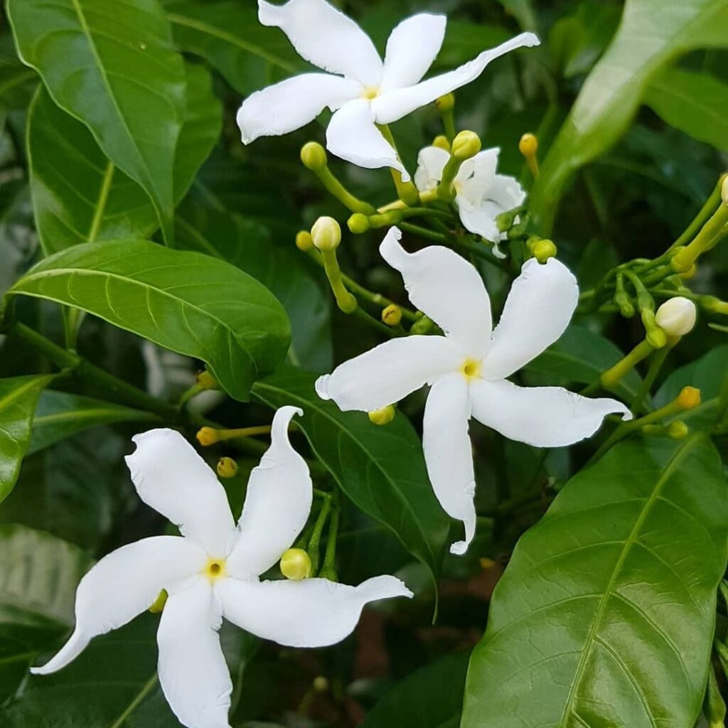 Jasmim-de-leite: o pequeno arbusto que encanta com maravilhosas flores
