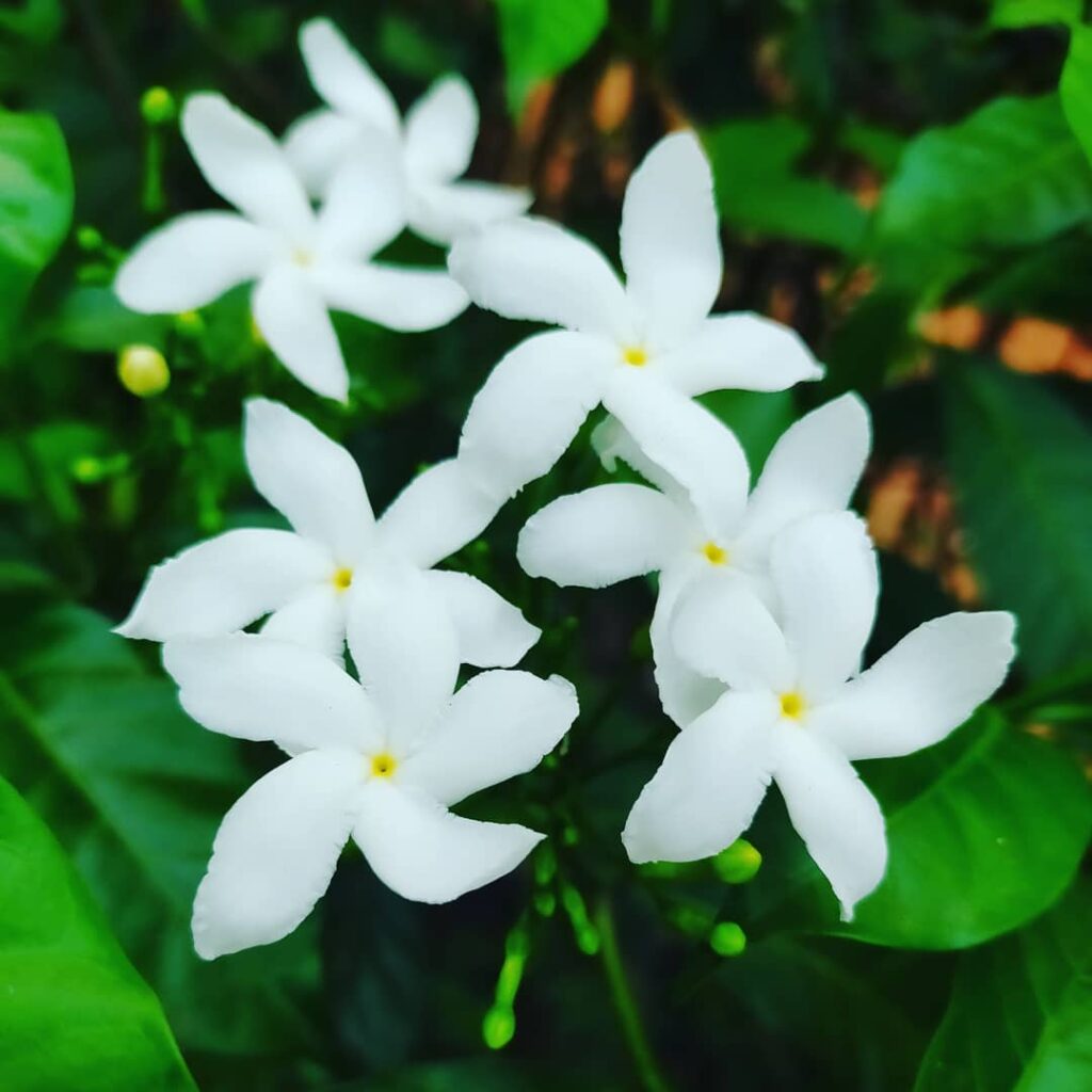 Jasmim-de-leite: o pequeno arbusto que encanta com maravilhosas flores
