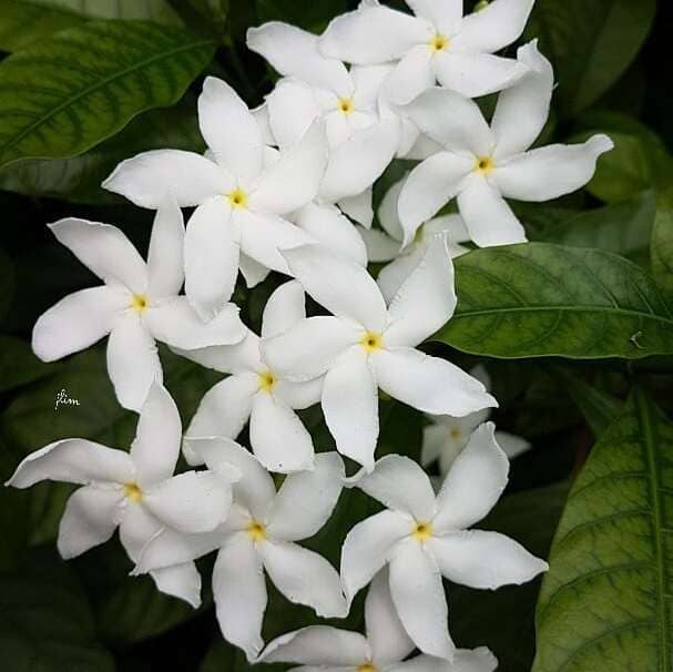 Jasmim-de-leite: o pequeno arbusto que encanta com maravilhosas flores