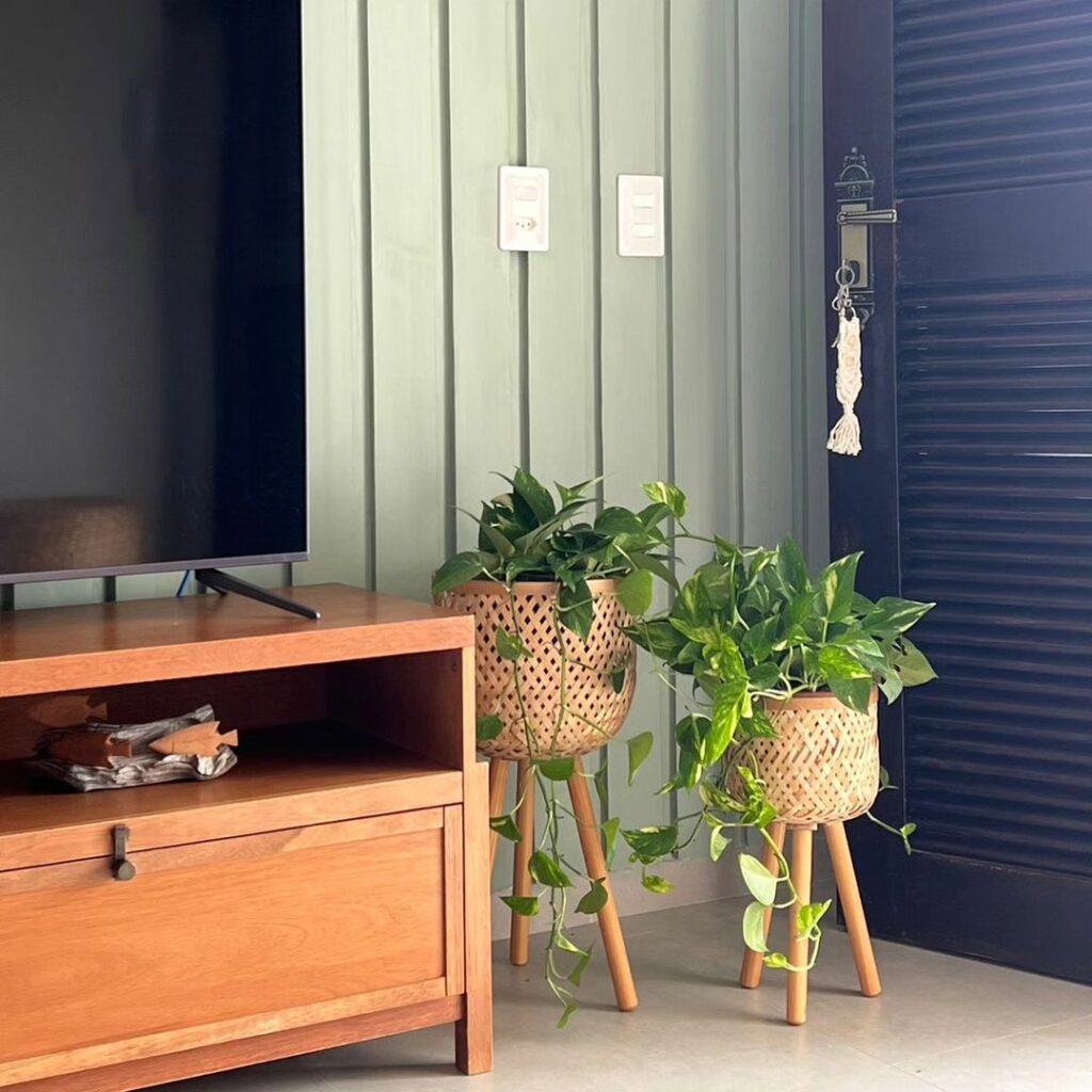 Jiboia: a planta que purifica ambientes e atrai boas vibrações segundo o simbolismo espiritual