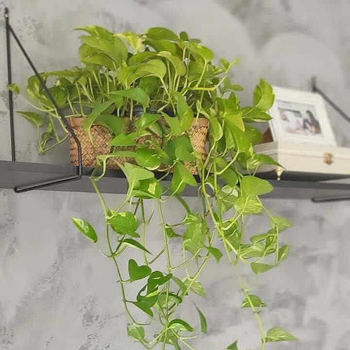 O Trio Perfeito: Plantas Fáceis de Cuidar que Transformam Ambientes