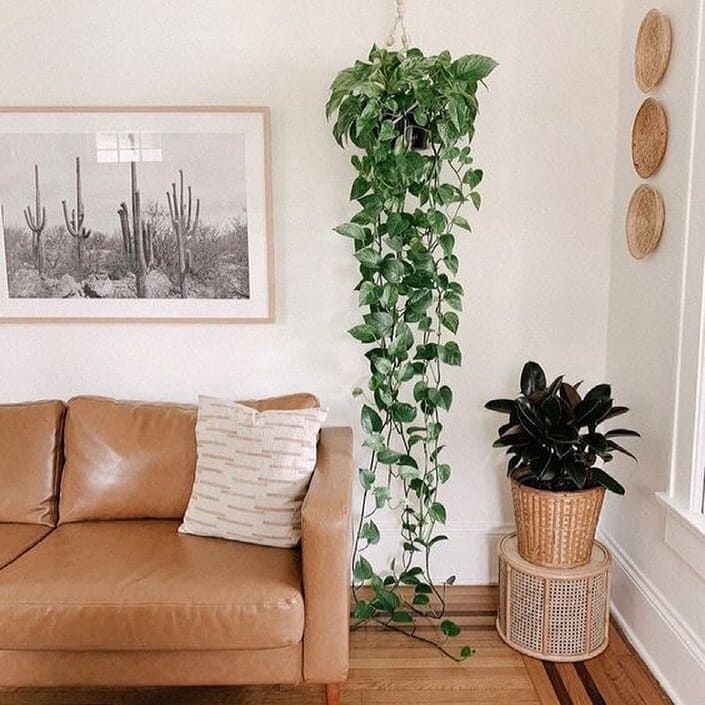 Qual o melhor lugar para deixar a planta jiboia? Quais os cuidados para manter suas folhas verdinhas?