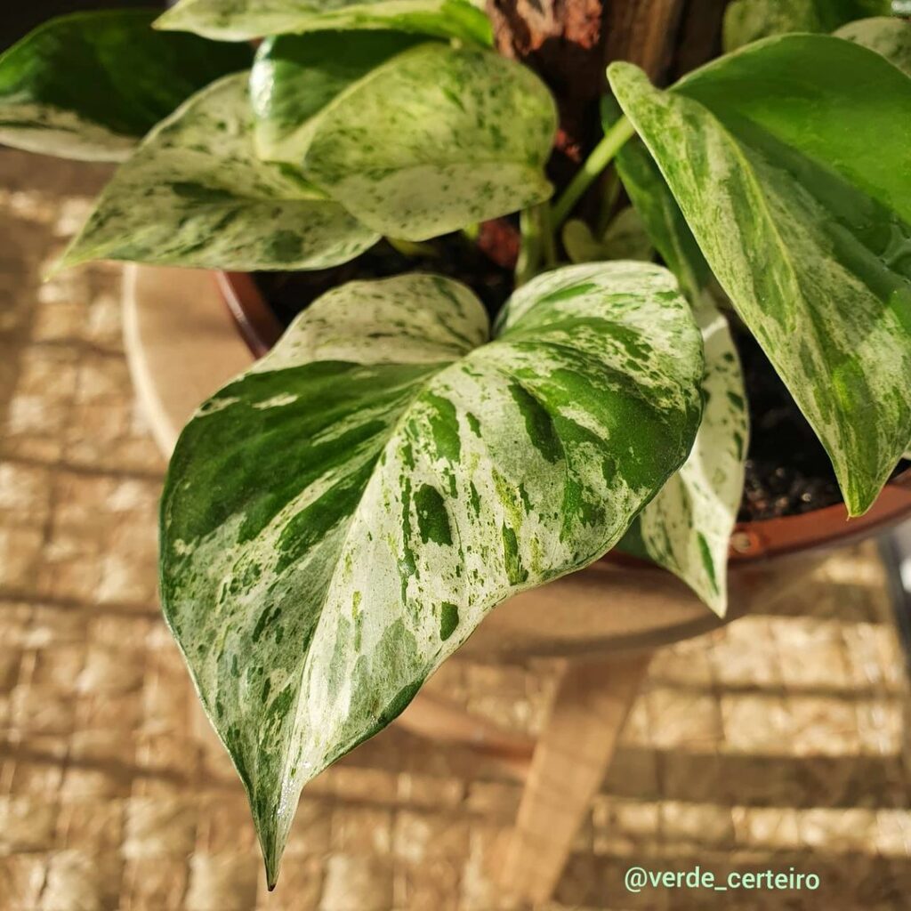 Jiboia Branca: Cuidados Essenciais e Dicas de Adubação