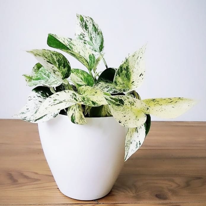 Jiboia Branca: Cuidados Essenciais e Dicas de Adubação