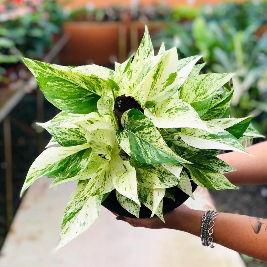 Jiboia Branca: Cuidados Essenciais e Dicas de Adubação