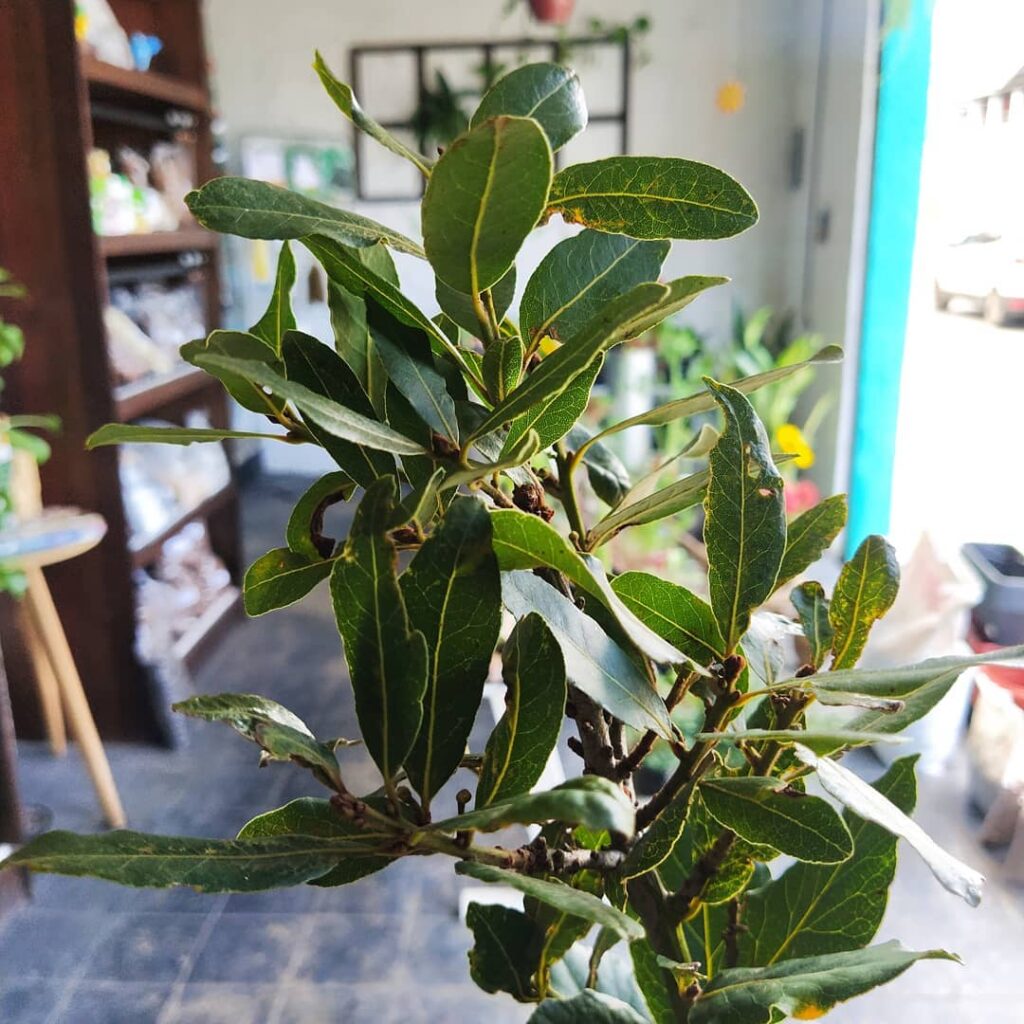 Saiba como cultivar um pé de louro em casa e aproveitar de todos seus aromas e significados