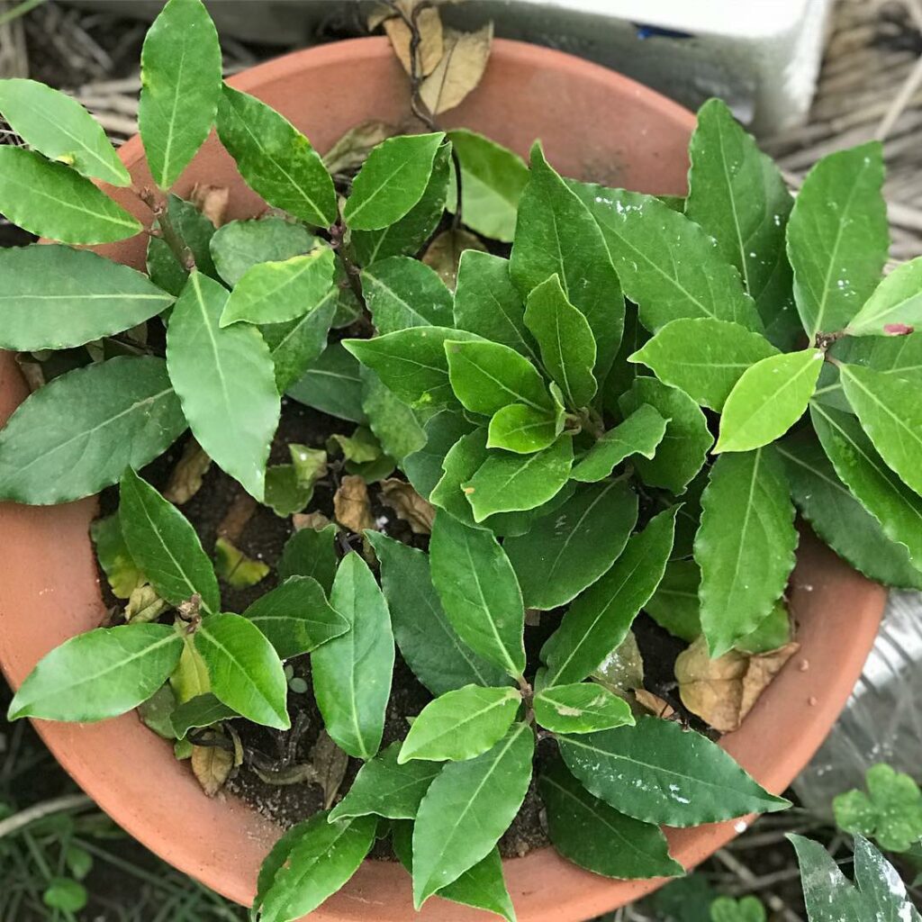 Saiba como cultivar um pé de louro em casa e aproveitar de todos seus aromas e significados