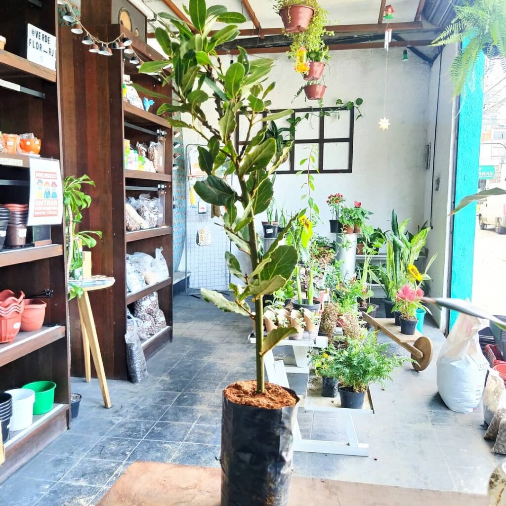 Quer Saber Como Cultivar o Louro em Vaso? Aprenda em 5 passos!