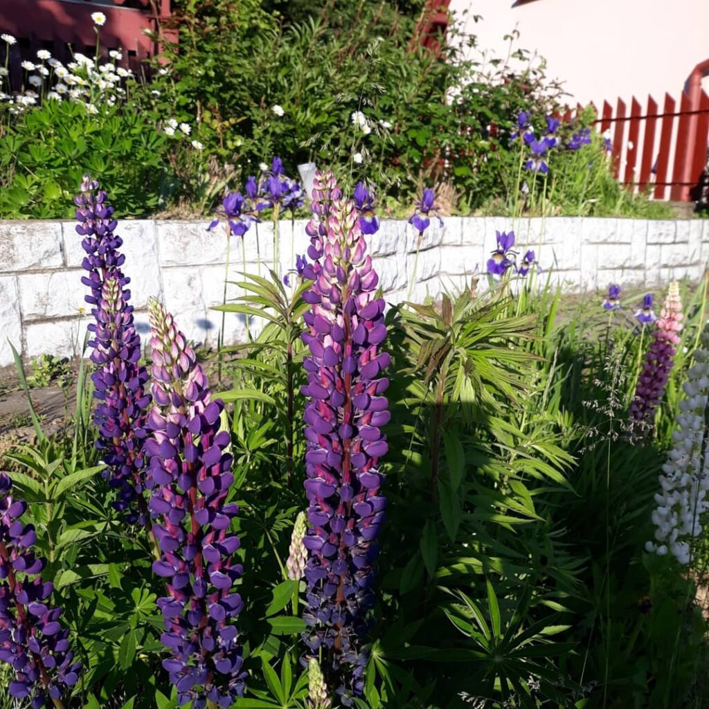 Lupino (Lupinus hybridus): Dicas de Cultivo e Uso no Paisagismo