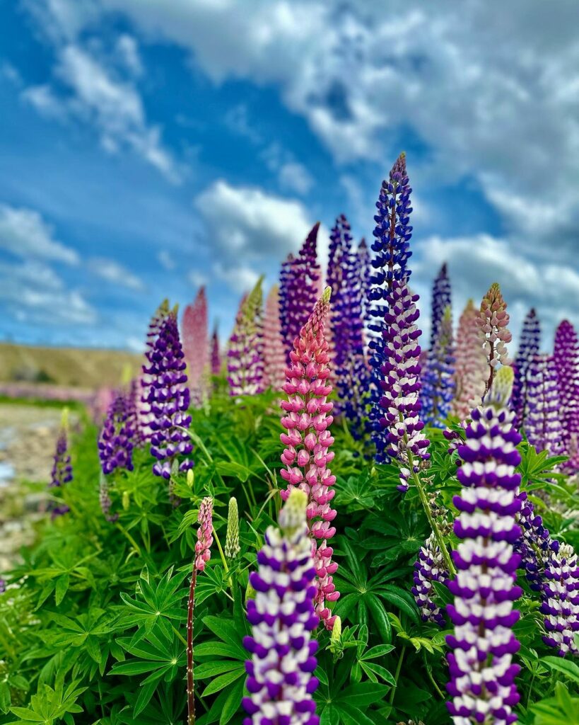 Lupino (Lupinus hybridus): Dicas de Cultivo e Uso no Paisagismo