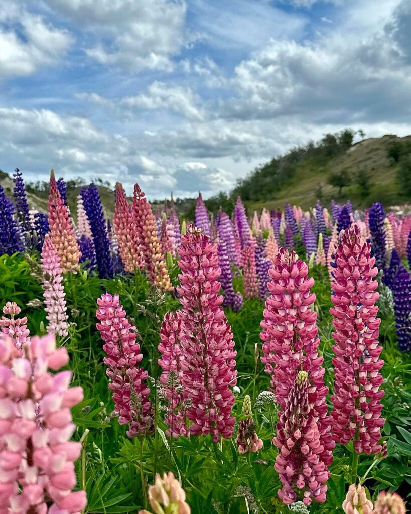 Lupino (Lupinus hybridus): Dicas de Cultivo e Uso no Paisagismo